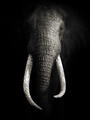 ESAU (BLACK & WHITE)