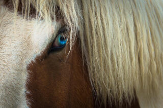 Ol' Blue Eyes