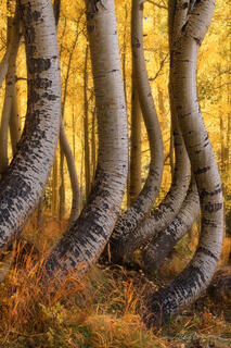 COLORADO CURVES (VERTICAL)