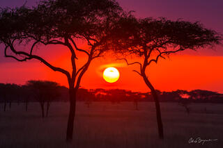 Serengeti Sunset.2x3