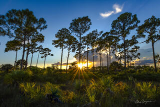Everglades Evening