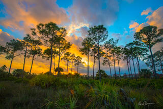 Everglades Evening.2x3