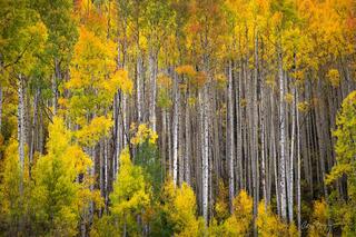 Aspens.2x3