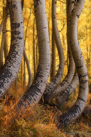 COLORADO CURVES (VERTICAL)