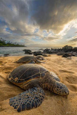 Four sea turtles are in line on the sandy beach of Hawaii as the sunsets with palm trees in the distance.