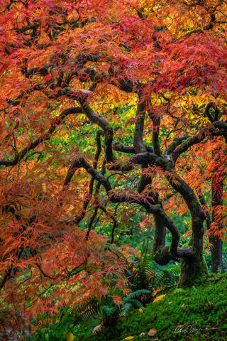 Vertical image of a Japanese maple tree with red and orange leaves at at the end of the twisted trunk and branches and an enchanted lush green carpet of moss be