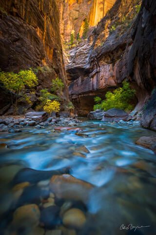 Seen low from the river viewpoint, a river flows through a red-walled canyon with the sun lighting up the walls ahead & yellow leaved trees dot the river bank.