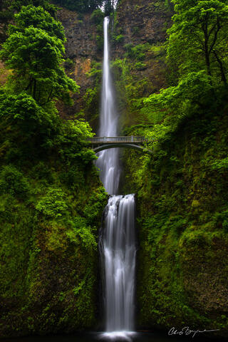 Multnomah Falls with it's two drops fills the vertical frame with a bridge over the lower drop and lush green trees, ferns and moss surround the falling water.