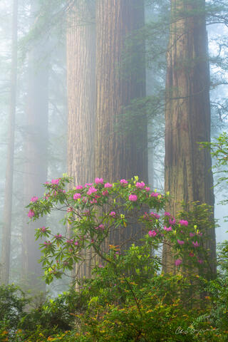 A cluster of tall redwood trees in the fog of spring with pink rhododendrons creates a fairy tale like scene.