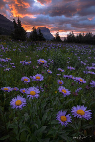 MONTANA MORNING