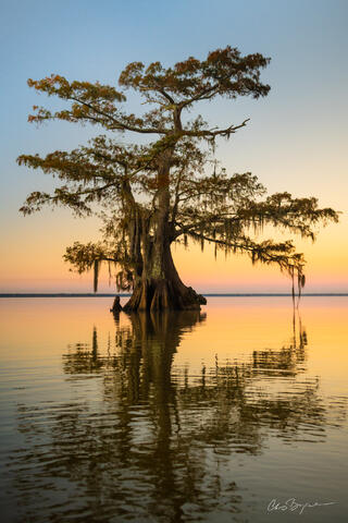 A tall bald cypress tree at sunrise reflects on the lake with beautiful orange sky in this vertical image.