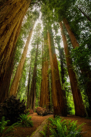 AMONG THE ELDERS