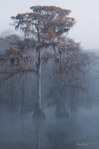 Morning mist covers the water where bald cypress trees draped in spanish moss and fall colored leaves stand and are barely reflected on the lake.