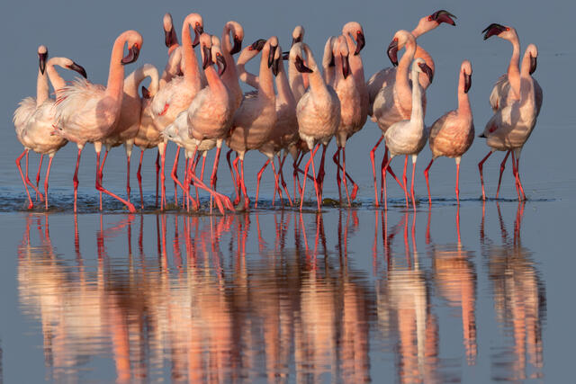 TAP DANCERS