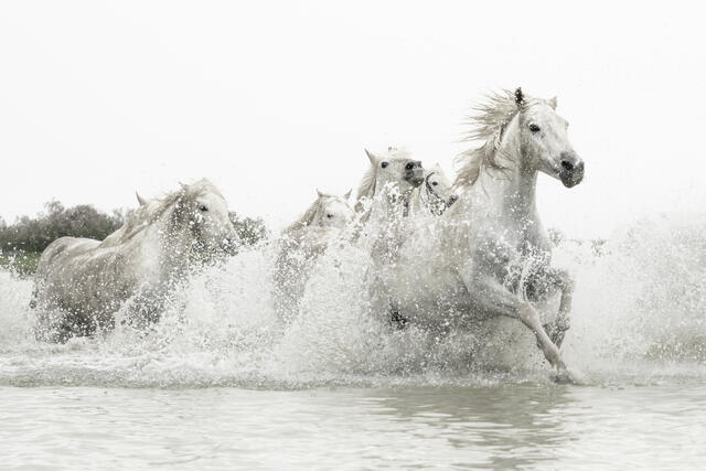 RUNNING FREE