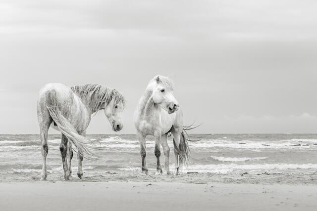 IVORY SOULS