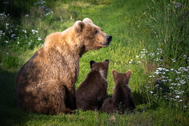 motherhood-grizzly-bear-mother