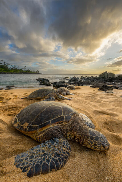 Four sea turtles are in line on the sandy beach of Hawaii as the sunsets with palm trees in the distance.
