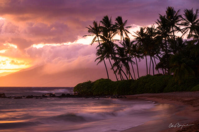 MAUI NIGHTS