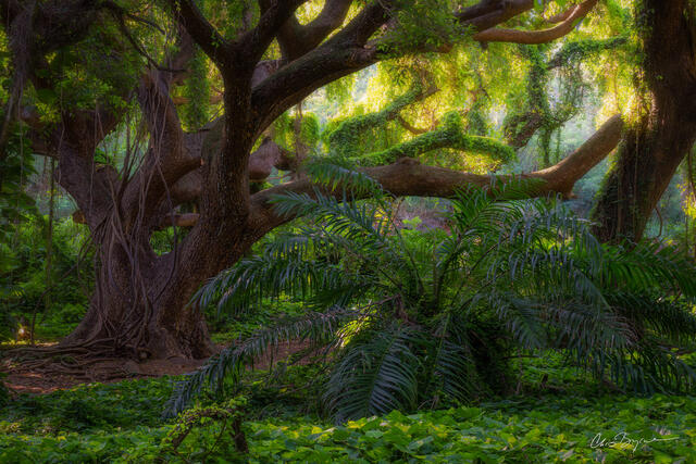 A large banyan tree dominates the forest in this lush forest scene in Maui