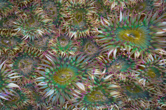 SEA BLOSSOMS
