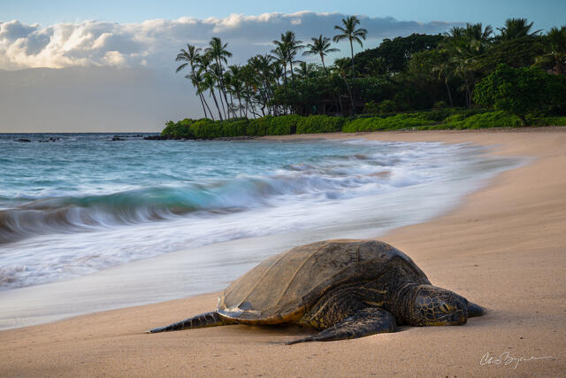 A sea turtle rests on a beach on the island of Maui