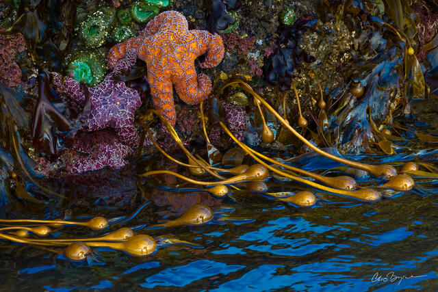 starfish, sea anemones and kelp cling to the the rocks around the tide pools in Bandon on the Oregon Coast at low tide.