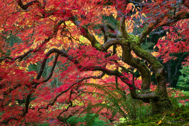 Japanese Maple Tree with bright red leaves and ferns underneath and green moss on its trunk and branches.