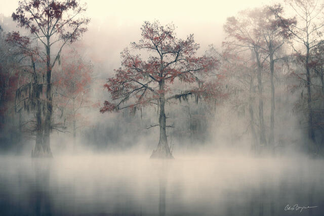 Morning fog envelopes this standout bald cypress tree in the swamps near Caddo Lake in Texas.