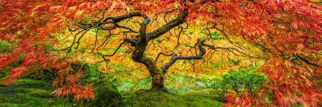 FIREBIRD (PANORAMA)