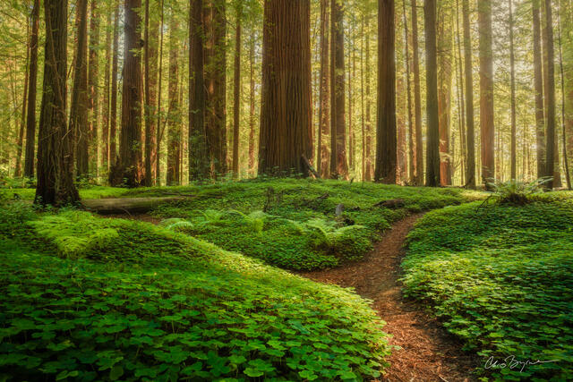 redwoods, california, green, forest, national park, woodland, California redwoods, redwood, tree