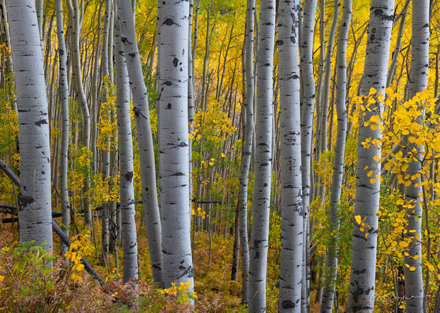 Telluride, Colorado, Aspen Tree, Aspens, Yellow, Gold, Fall Color, Last Dollar Road