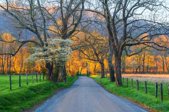 A gravel road through yellow leaved trees growing on the edge of fence-lined green fields leads the way into the mountains seen in the background.