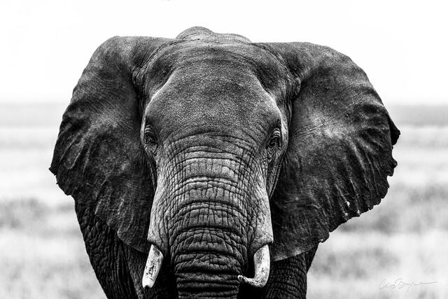 Amboseli Elephant.2x3
