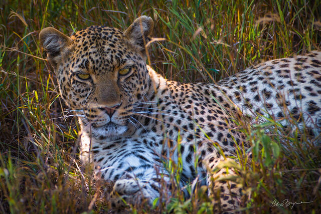 Leopard Slumber.color