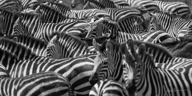 MIGRATION
