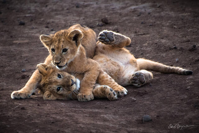 Headlock.2x3