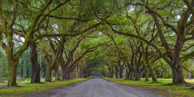 Live Oak trees lining the entrance to Wormsloe Plantation in Savannah, Georgia