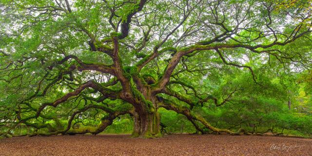 Angel Oak Tree near Charleston, South Carolina
