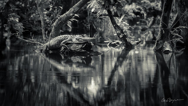 Gator Oasis.Pano