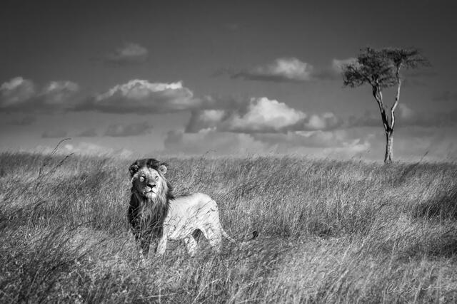 The King on the Lookout.2x3