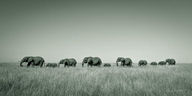 PACHYDERM PARADE