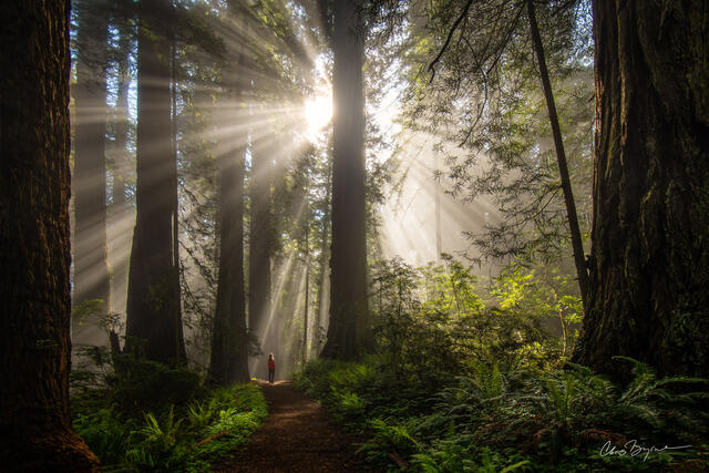 redwoods, california, green, forest, national park, woodland, California redwoods, redwood, tree