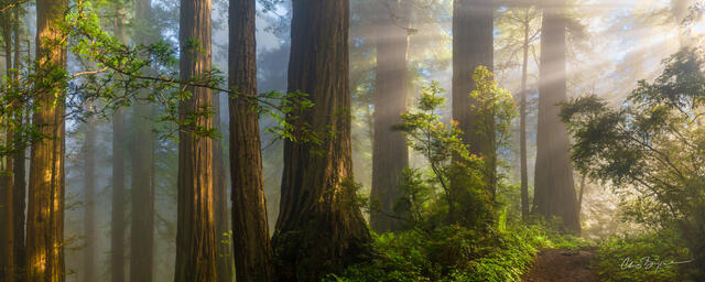 Light beams fill the redwood forest with a warm morning glow creating an enchanting scene that is hard to believe with your own eyes