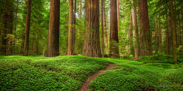 FOREST DWELLERS (PANORAMA)