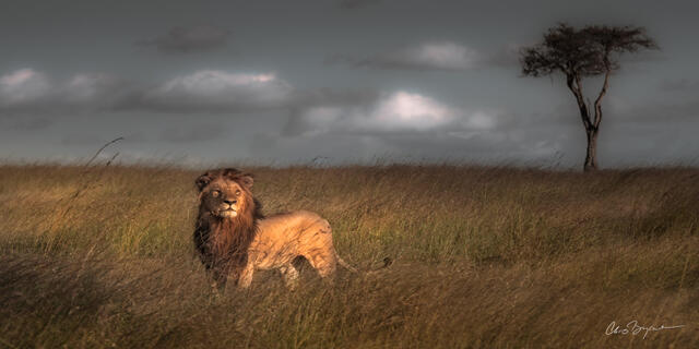 THE KING ON THE LOOKOUT