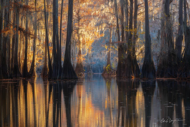 Afternoon sunlight filters through the bald cypress trees in Caddo Lake Texas that leaves a reflection of the trees and light on the water.
