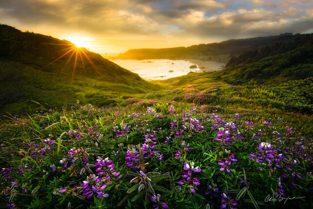 Purple flowers mark a green hillside that leads to the ocean where a sandy beach meets the ocean for sunset with a sunburst just shining at the top of the hill.