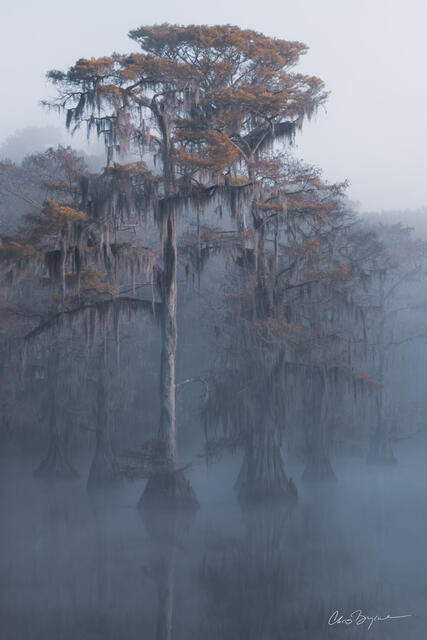Morning mist covers the water where bald cypress trees draped in spanish moss and fall colored leaves stand and are barely reflected on the lake.