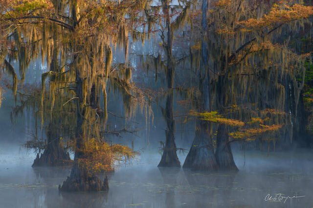 A mist hangs over the water of the swamp with giant cypress trees covered in Spanish Moss and leaves turning shades of yellow and orange in the fall.